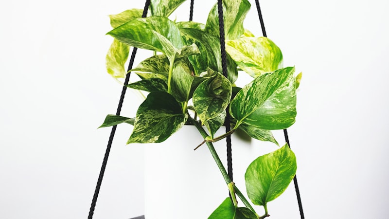 世界杯决赛高清直播画面 - 球员在绿茵场上激烈拼抢